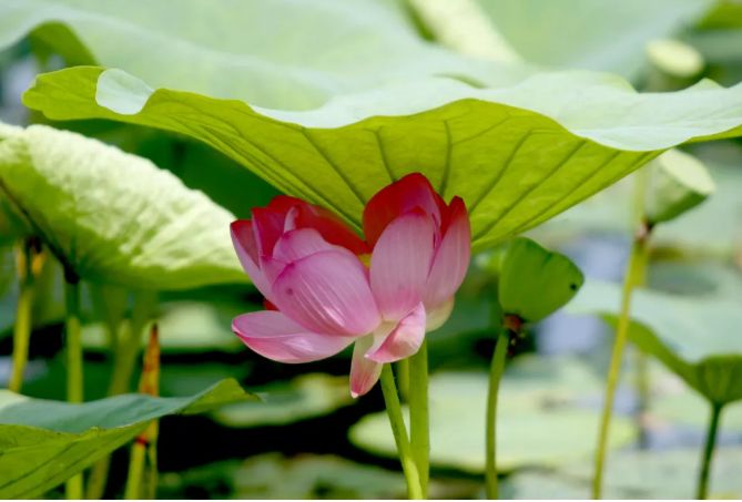 沈阳夏季赏荷旅游攻略,沈阳周边赏荷胜地