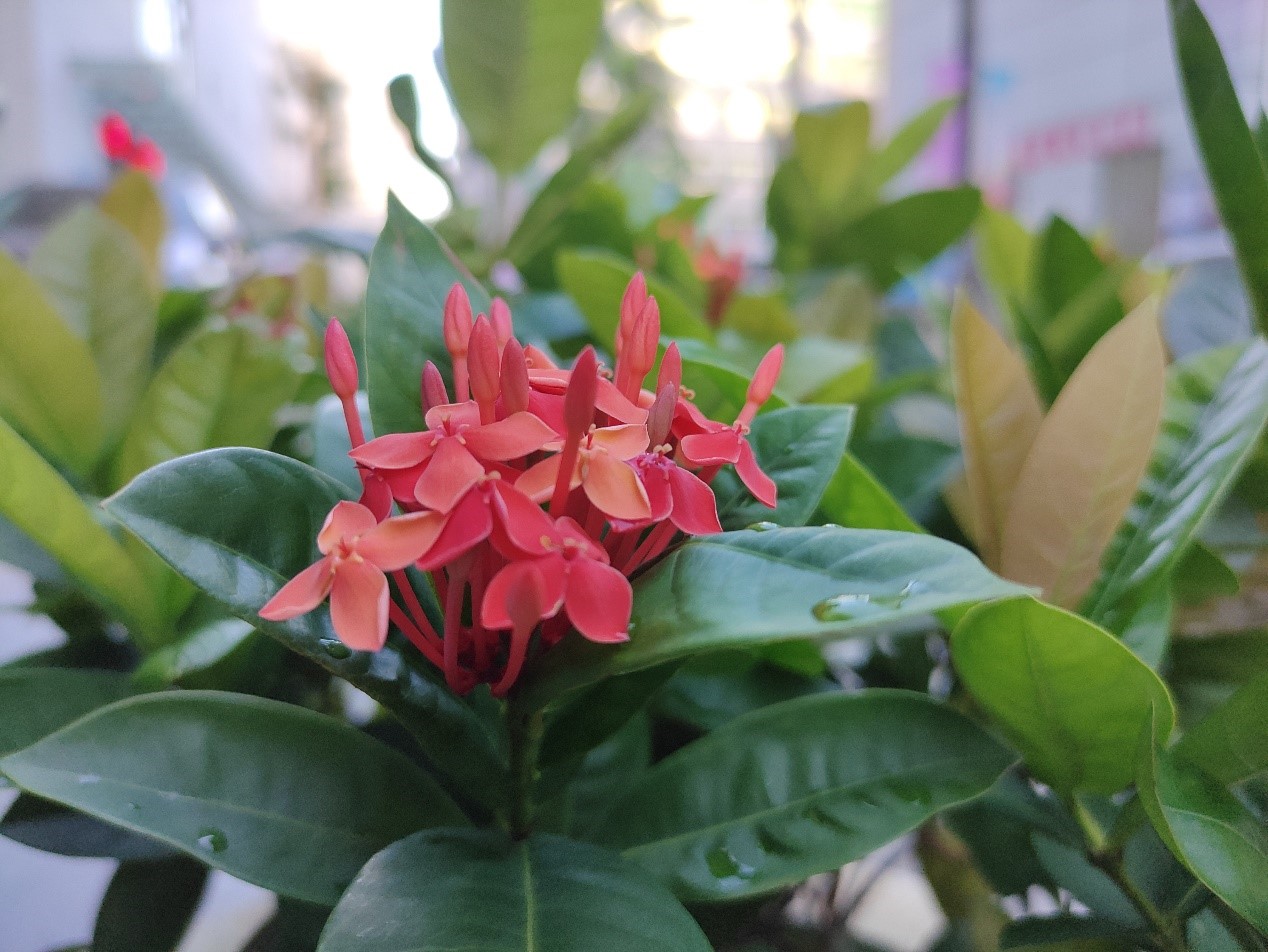 红米k30s至尊纪念版和红魔5s对比,红魔5s现在还值不值得买