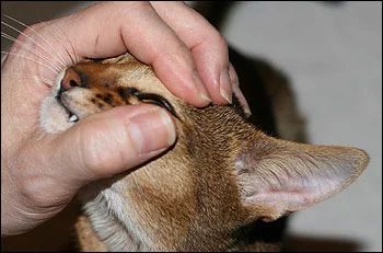 猫咪的眼炎怎么滴药,猫咪的眼部疾病有哪些