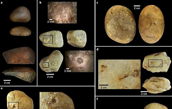 卷尾猴智商有多高,卷尾猴拿石头砸窗户