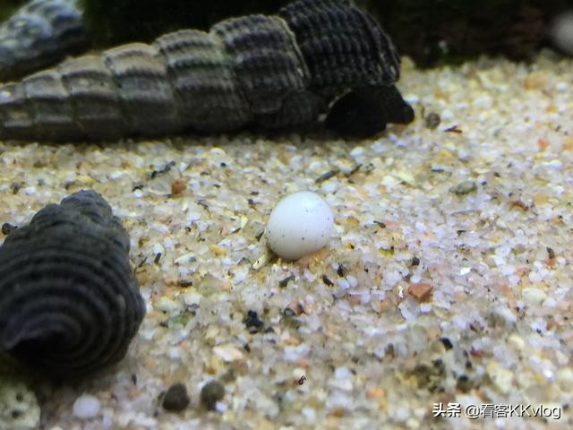 可以在缸内繁殖的观赏螺,观赏螺入缸步骤