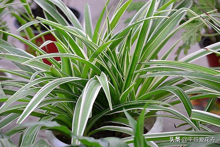 绿萝发财树怎么养才不烂根,吊兰绿萝浇水的正确方法