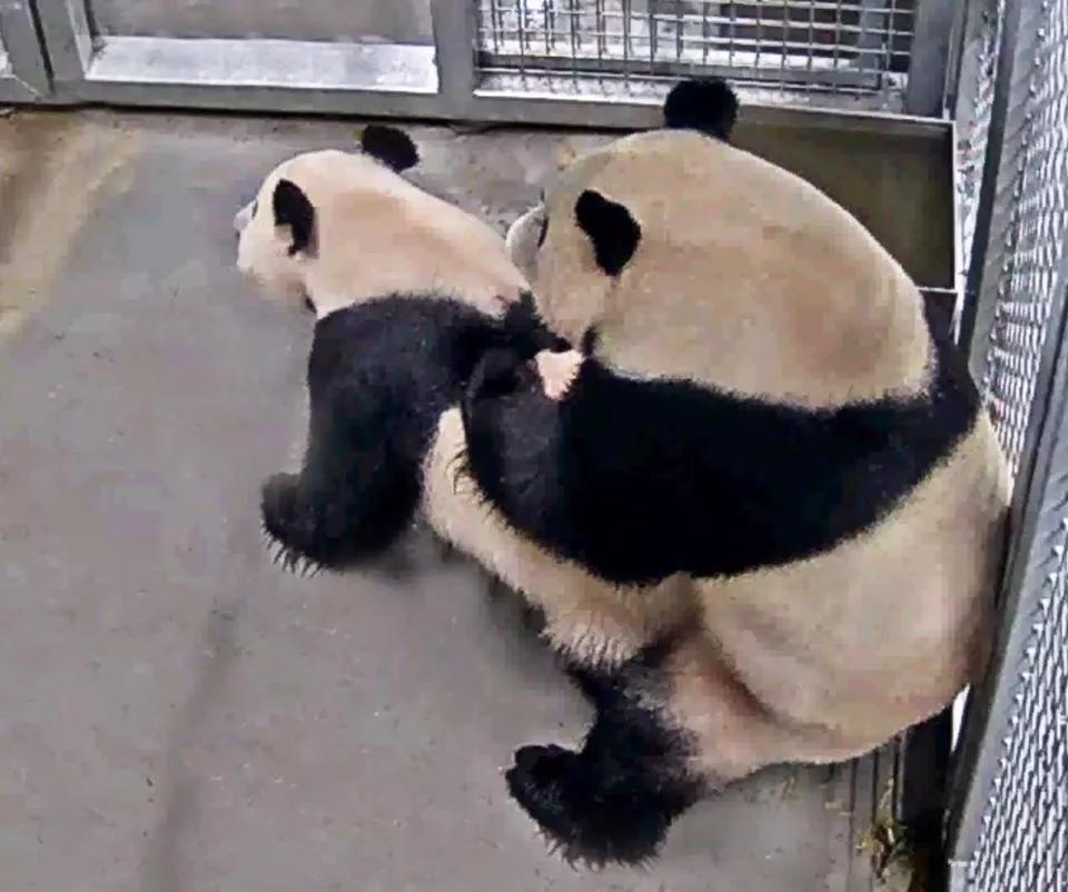 终于拍到熊猫交配的画面,荷兰人民感动疯了!果然国宝干啥都焦点