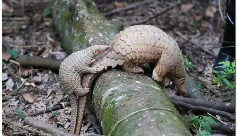 收穿山甲被处罚,穿山甲被判刑案例