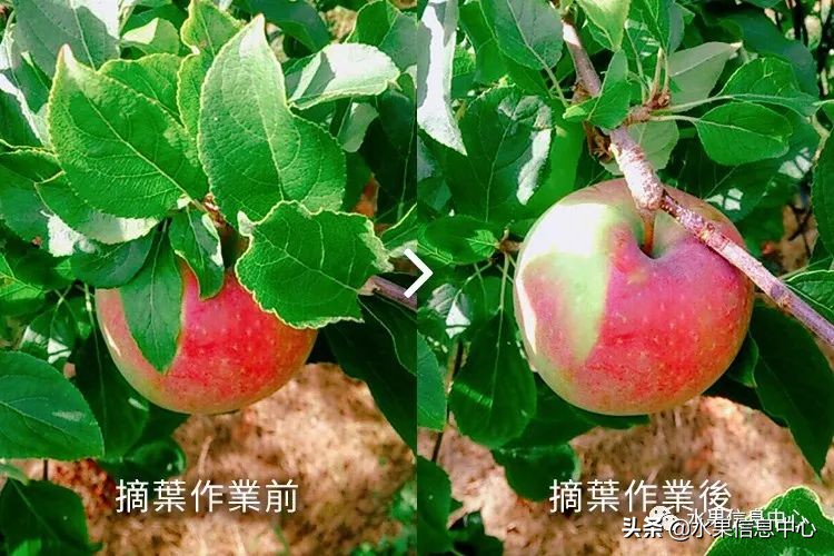 为什么日本苹果质量比中国的好,日本青森苹果种植