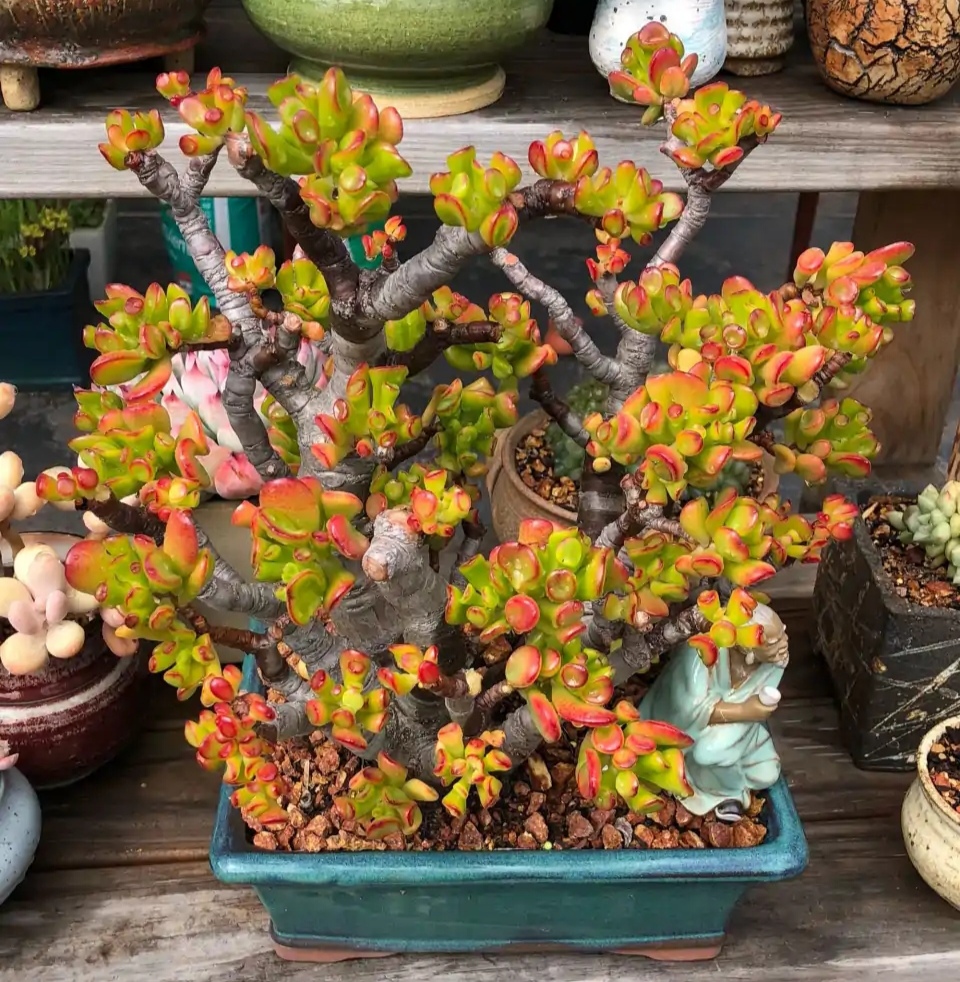 好养的盆栽花卉排名前十,盆栽花比较好养的有哪些