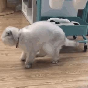 家里的猫咪有病了怎么办,猫咪佝偻病