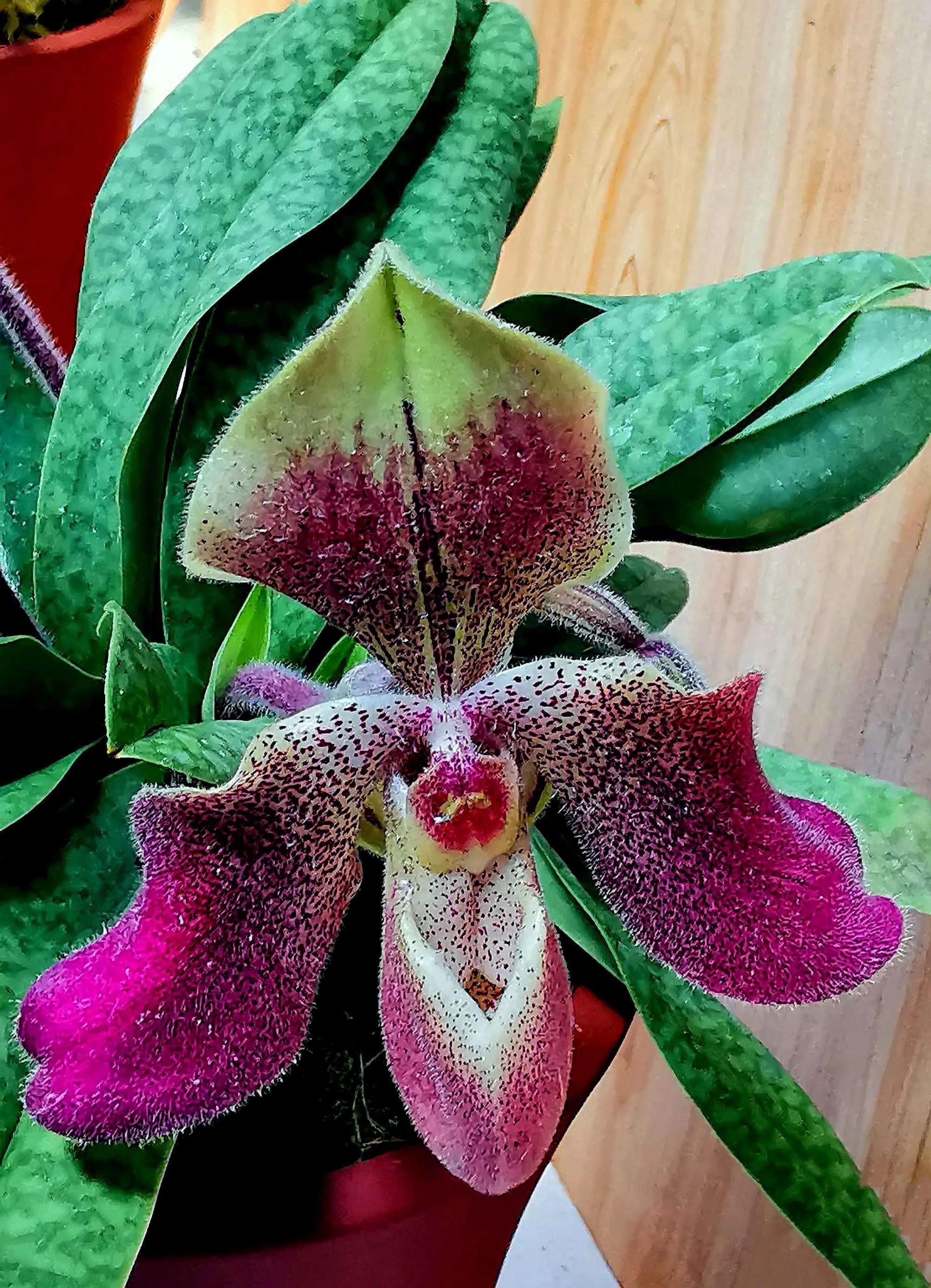 兰花高洁的古诗,高洁典雅的兰花壁纸