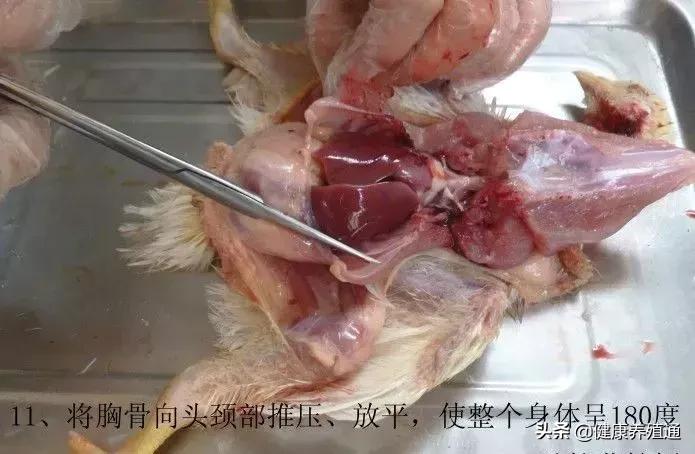 家禽与家禽解剖的不同点,家禽疾病诊断及解剖步骤