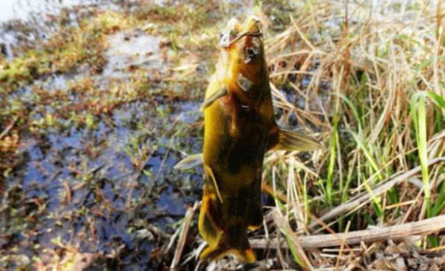 钓鱼人钓的是什么,钓鱼人就是这样收获满满