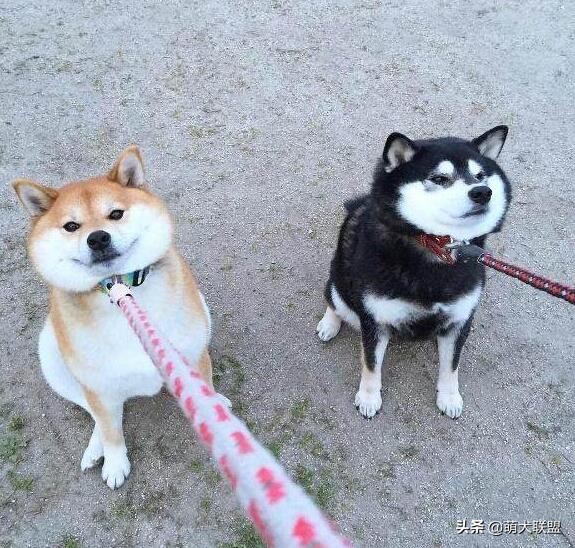 遛完狗狗不回家,狗狗遛完不肯回家怎么办