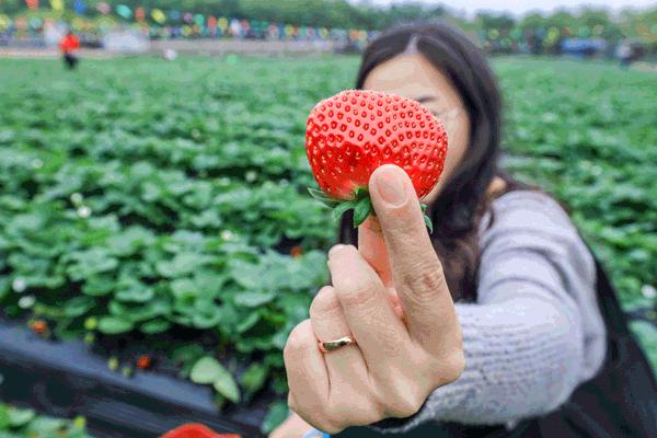 58抢花都志惠农场+玻璃桥套票惊险横跨268米更有环球飞车项目