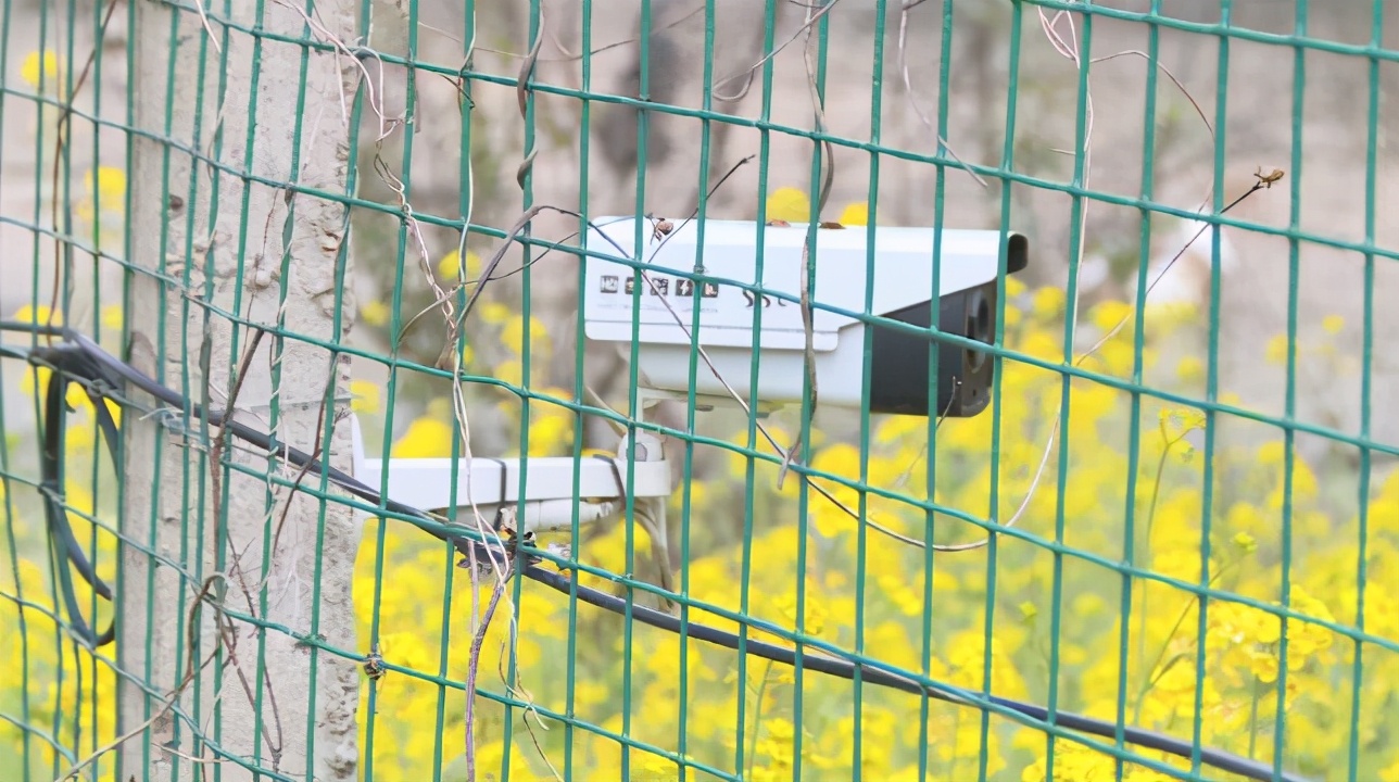 豹猫觅食咬死农户37只鸡,野生豹猫咬死家禽