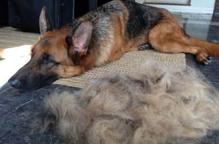 德牧犬有什么优点和缺点,德牧犬的最大优点和缺点