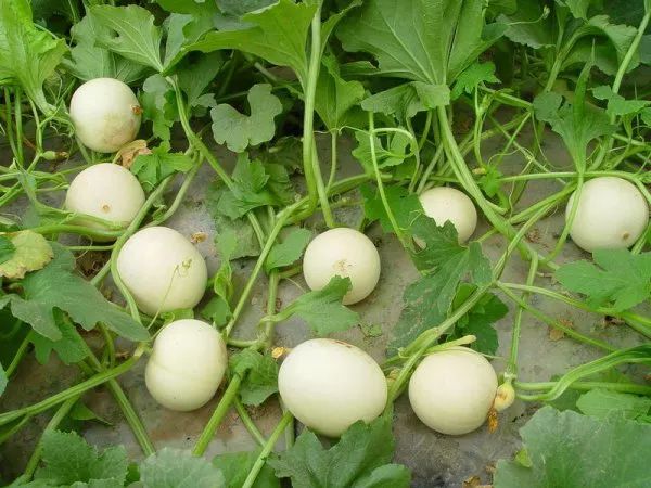 又到了吃瓜的季节说说,现采摘应季香瓜营养价值和功效