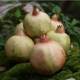 云南石榴挂果怎么样,云南石榴种植