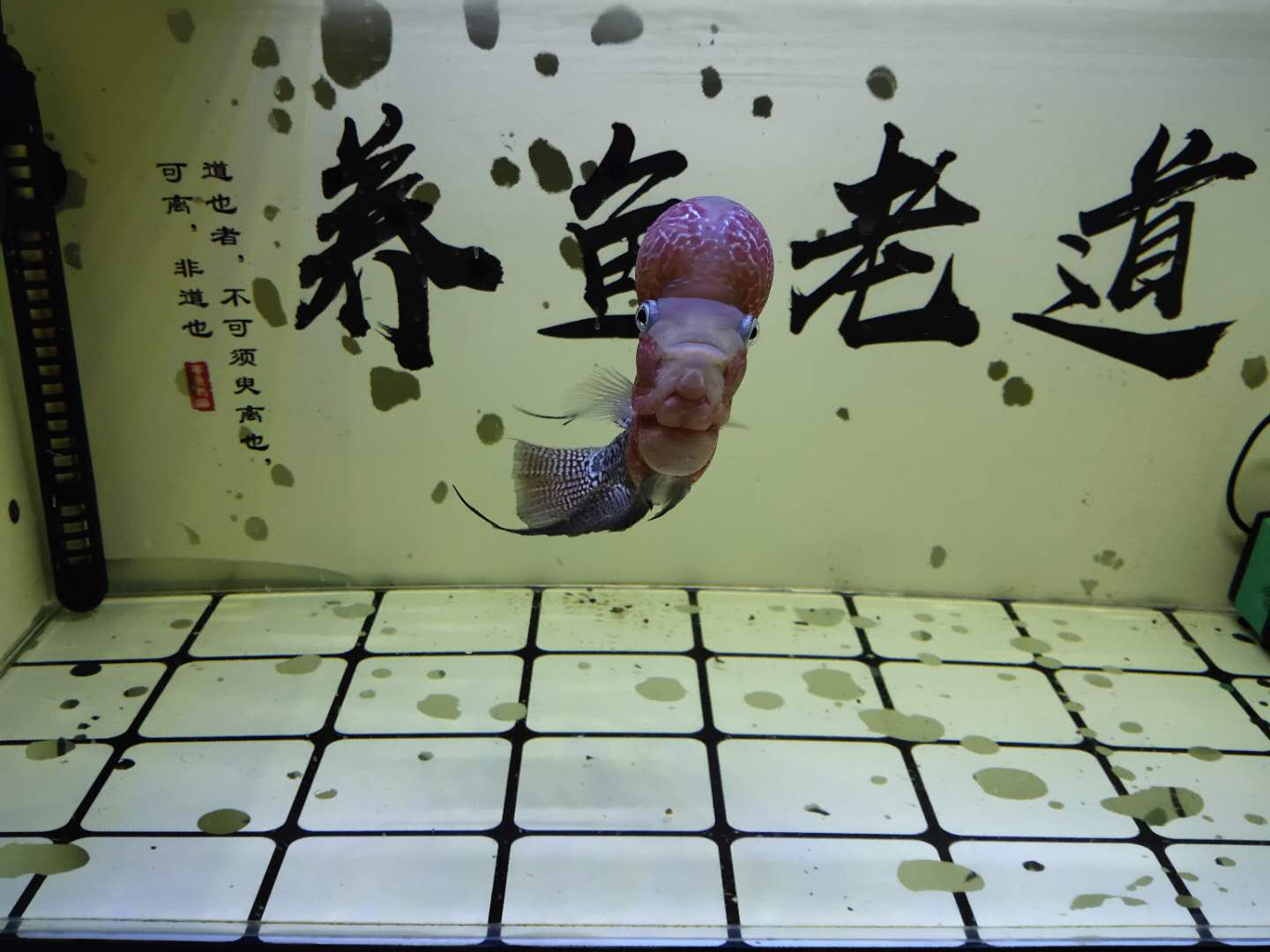 鱼缸换水后为什么还是很臭,鱼缸换水后鱼老是死