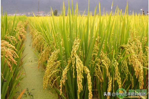 姘寸ɑ甯歌鐥呰櫕瀹冲強闃叉不,姘寸ɑ甯歌鐥呰櫕瀹冲強闃叉不鏂规硶
