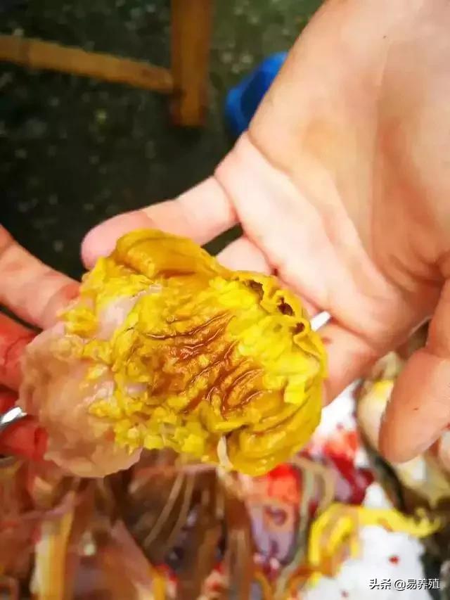 腺肌胃炎一招解决,鸡群腺肌胃炎高发如何有效应对