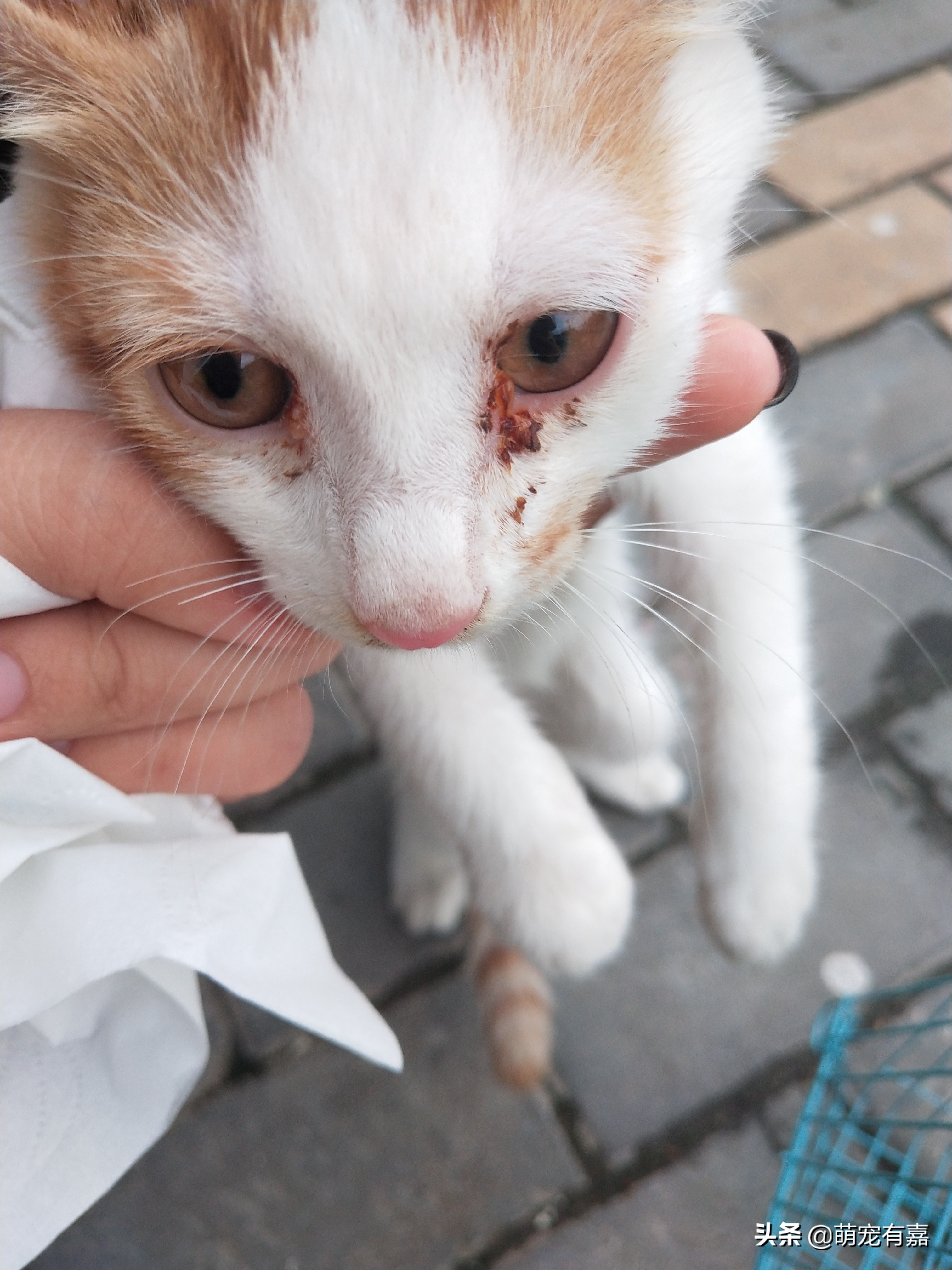 猫传染性鼻气管炎怎么治疗,猫鼻气管炎的症状和治疗方法