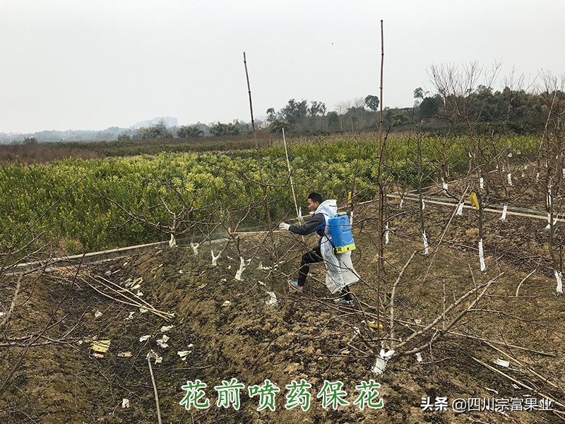 梨子上的金龟子,梨树食心虫钻进果树里怎么防治