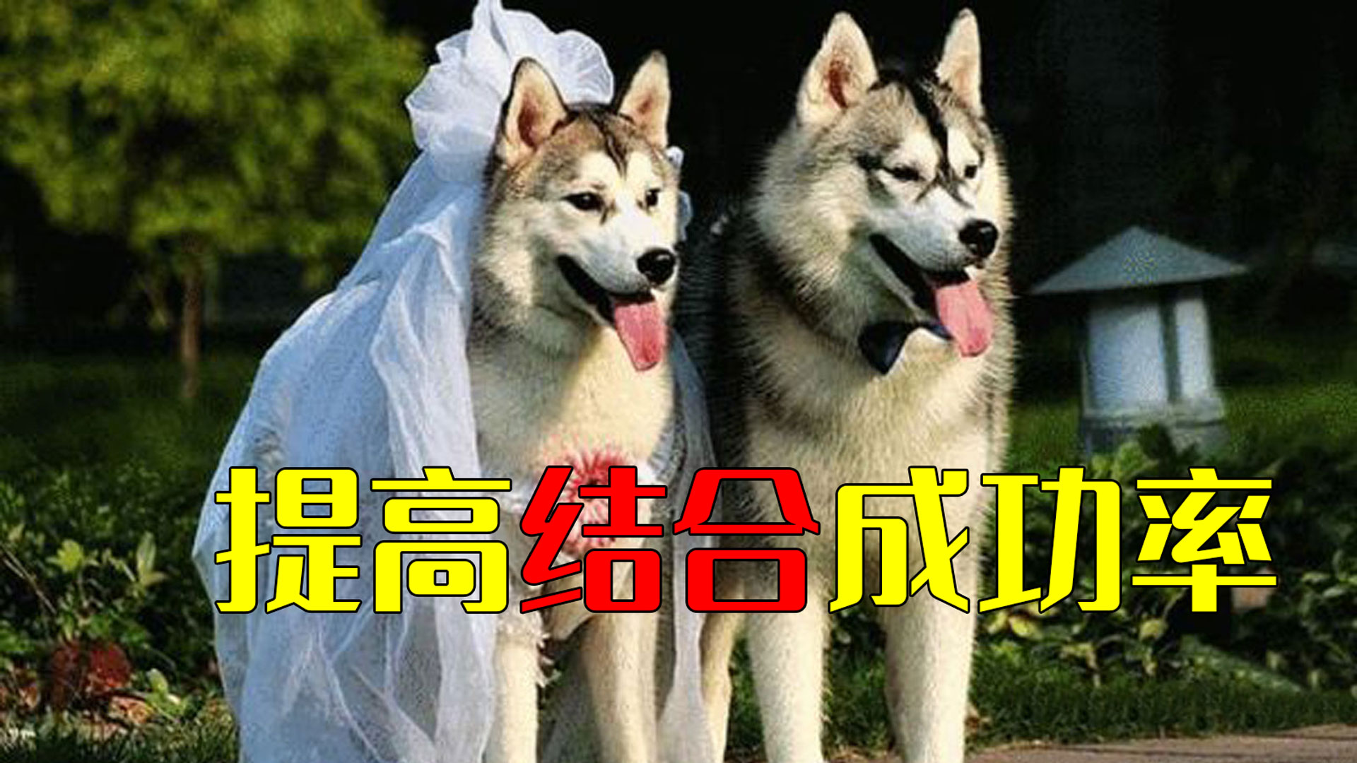 公狗和母狗的养殖方法和注意事项,公狗跟母狗哪个更容易训练