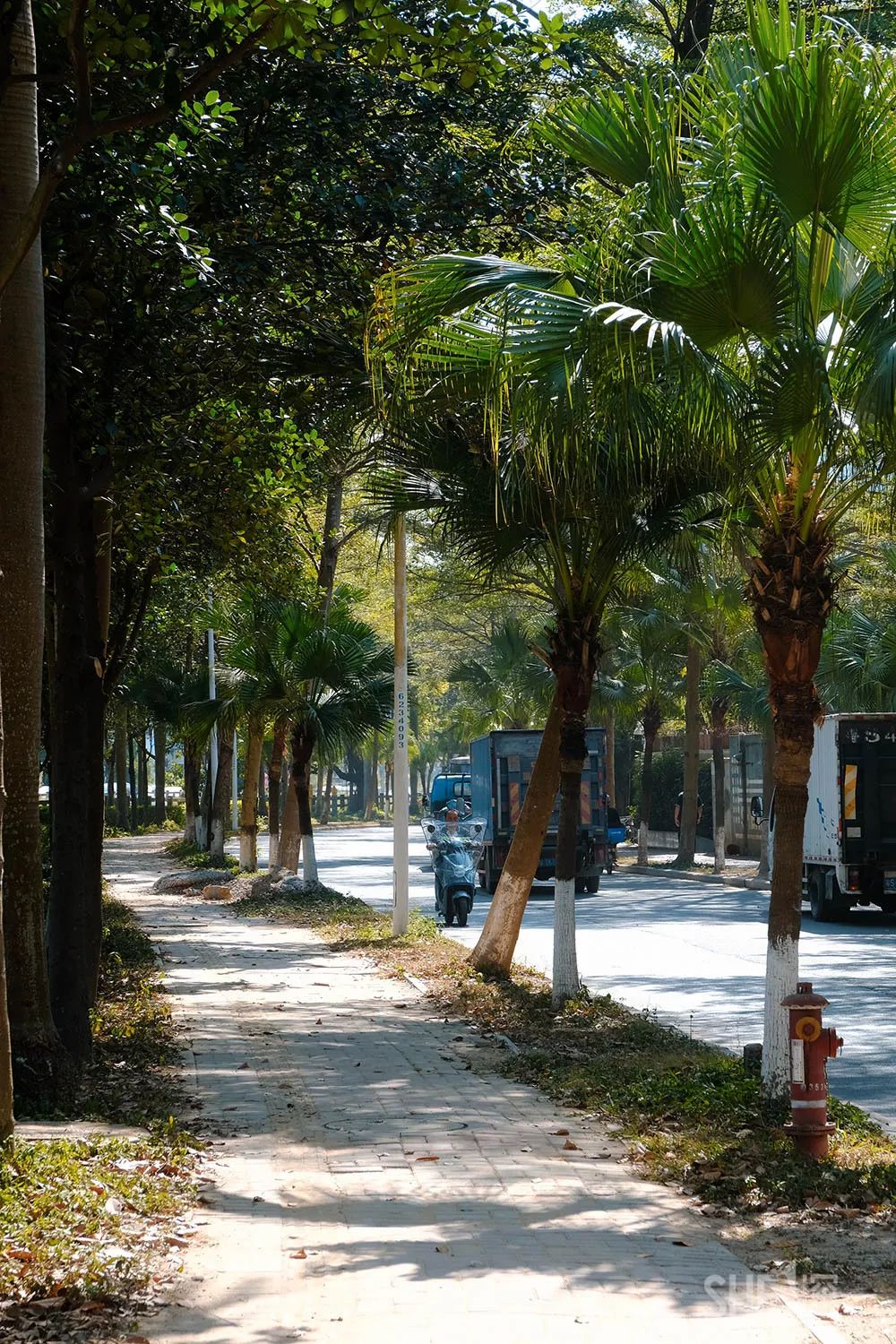 别总去大沙河了！深圳这条极少有人知道的河流，更神秘