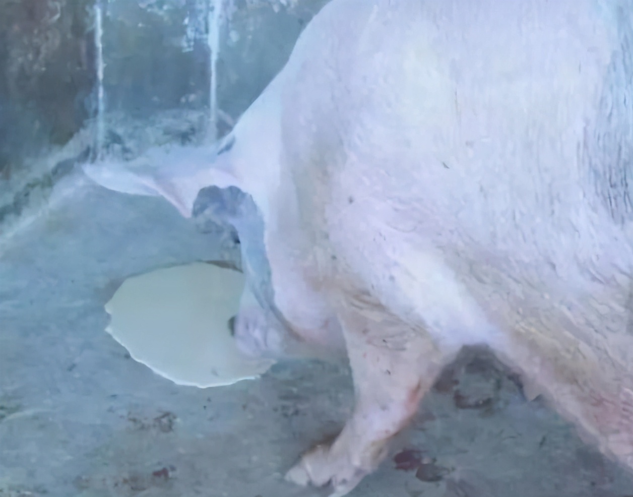 猪病了猪吃食呕吐是怎么回事,猪呕吐怎么回事怎么治疗