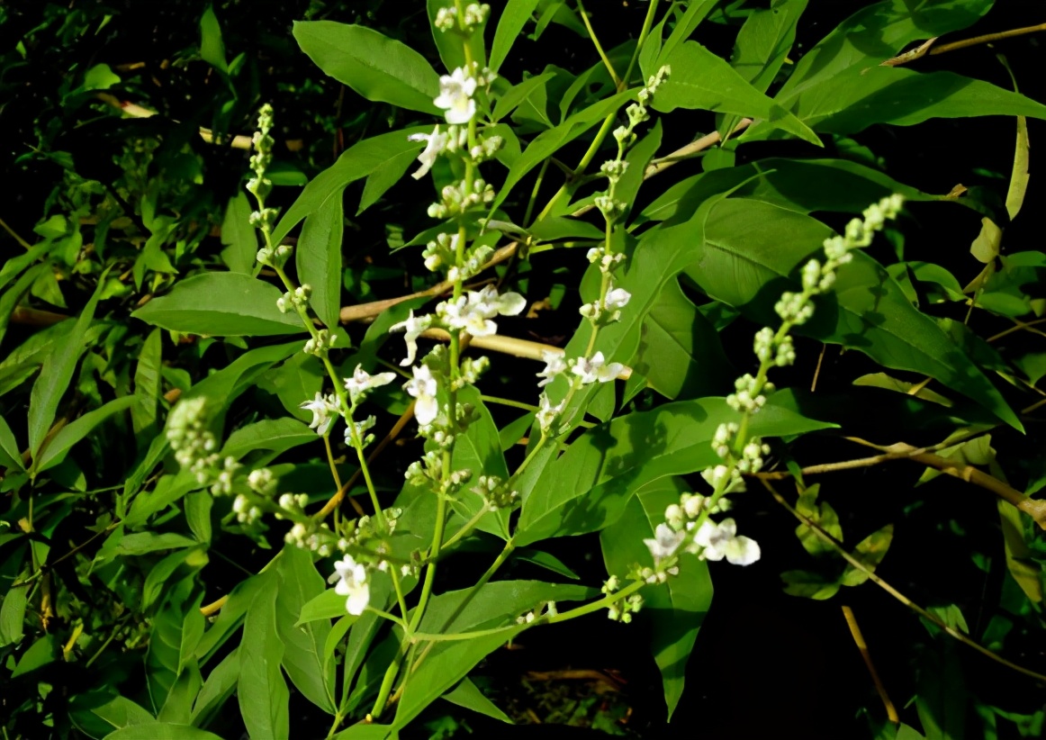 端午碱水凉粽制作方法,端午节碱水粽子做法