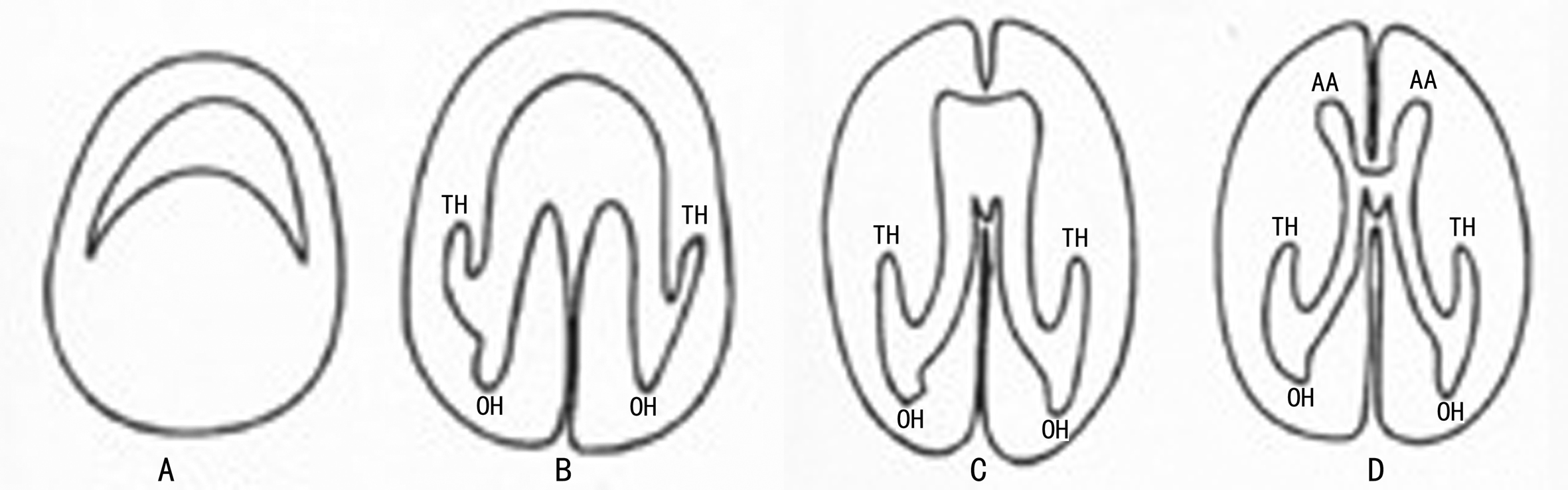 胎儿颅脑结构及心脏结构异常,胎儿颅脑形态及结构异常