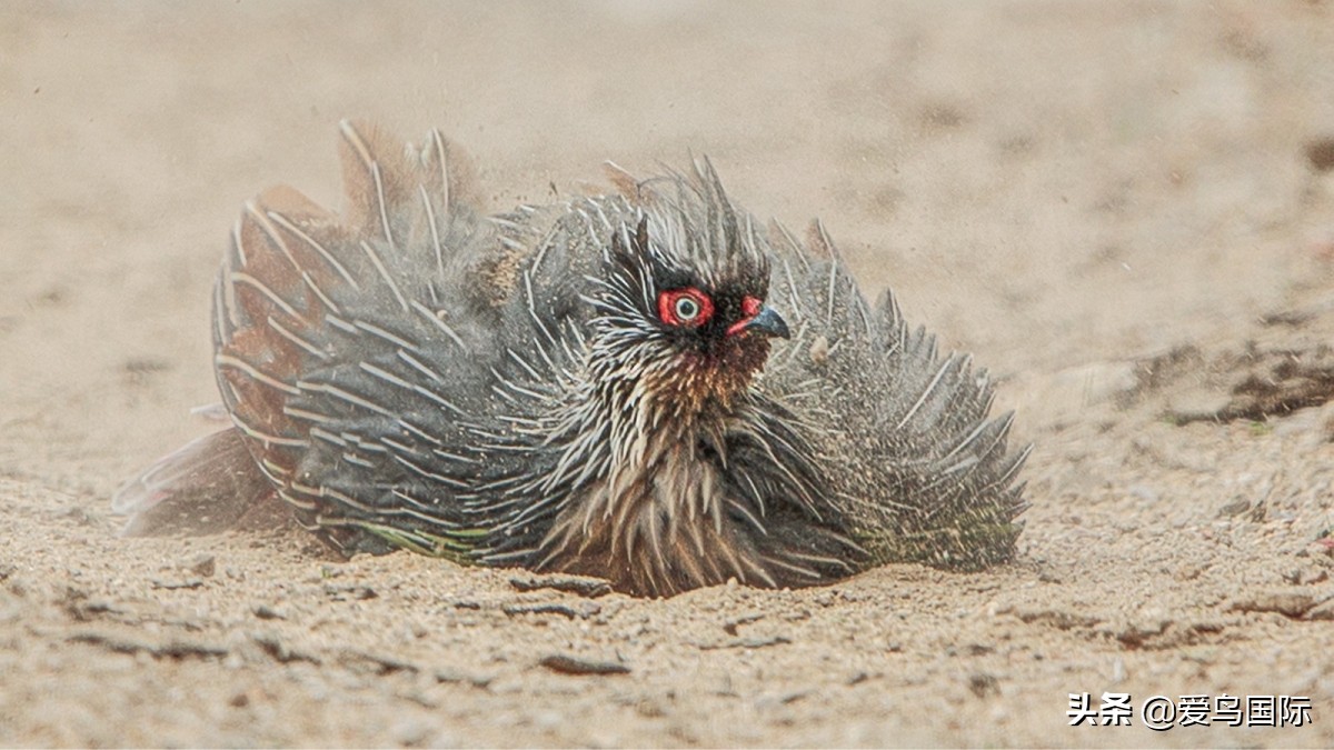 观鸟大年作品集,观鸟大年完整版