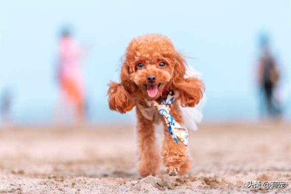 长毛狗狗美毛注意的几点,狗狗的短毛和长毛是什么作用