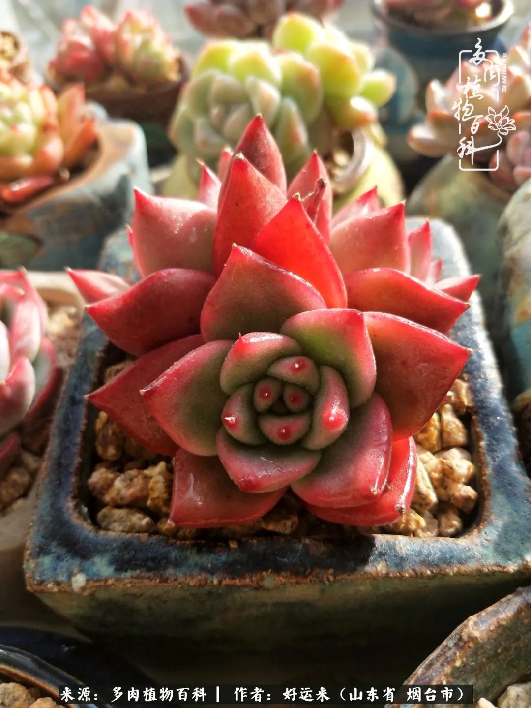 世上怎么会有这么可爱的生物,这世上怎么会有那么可爱的小可爱