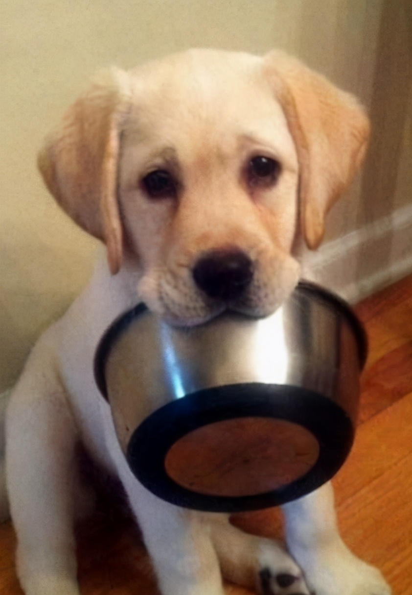 新手养狗不妨养这5种好养又不臭,新手养狗的一些必备常识