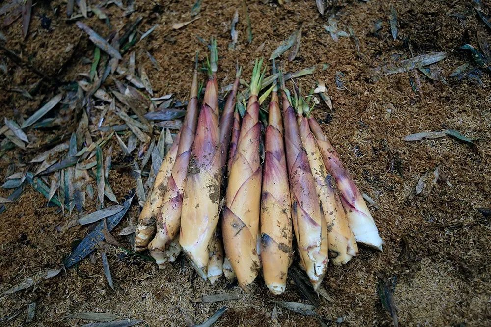 春笋人间四月天,人间四月天吃春笋