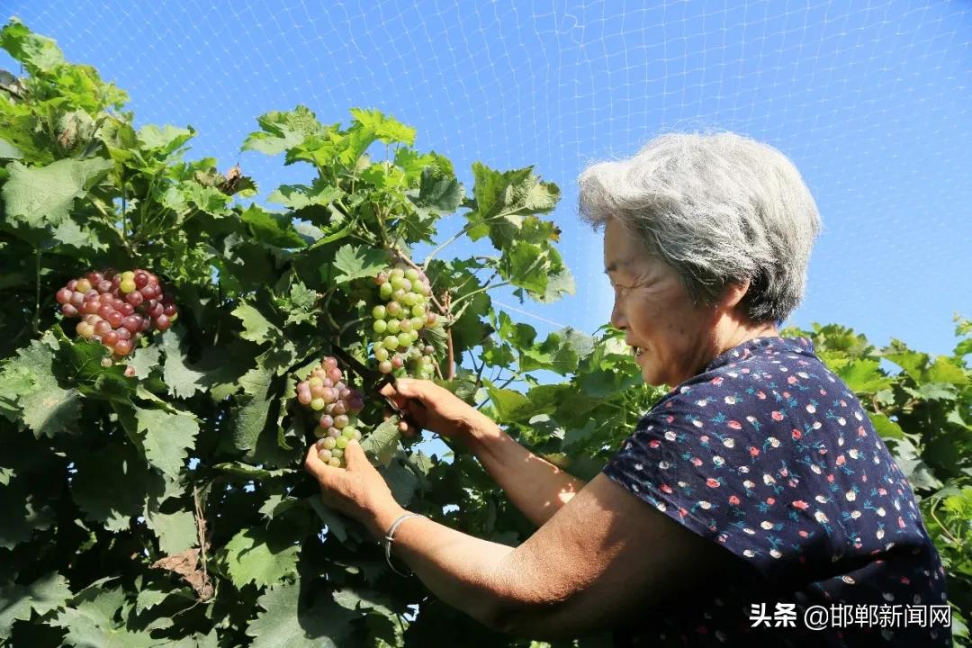 一带两抓三提升！2021年肥乡265个村要这样干