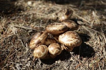 一朵蘑菇,一朵蘑菇是什么意思