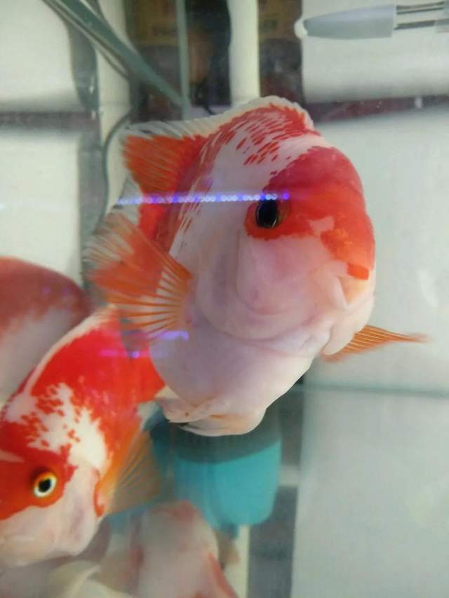 最显眼的观赏鱼品种有哪些,观赏鱼养几条寓意最好的品种