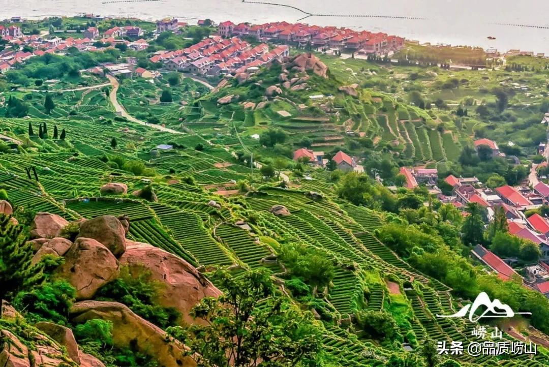 崂山茶特色,简单也许是最好的