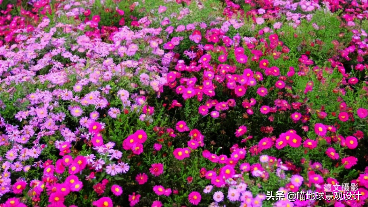 超级耐养的植物,极耐盐碱耐高温的植物