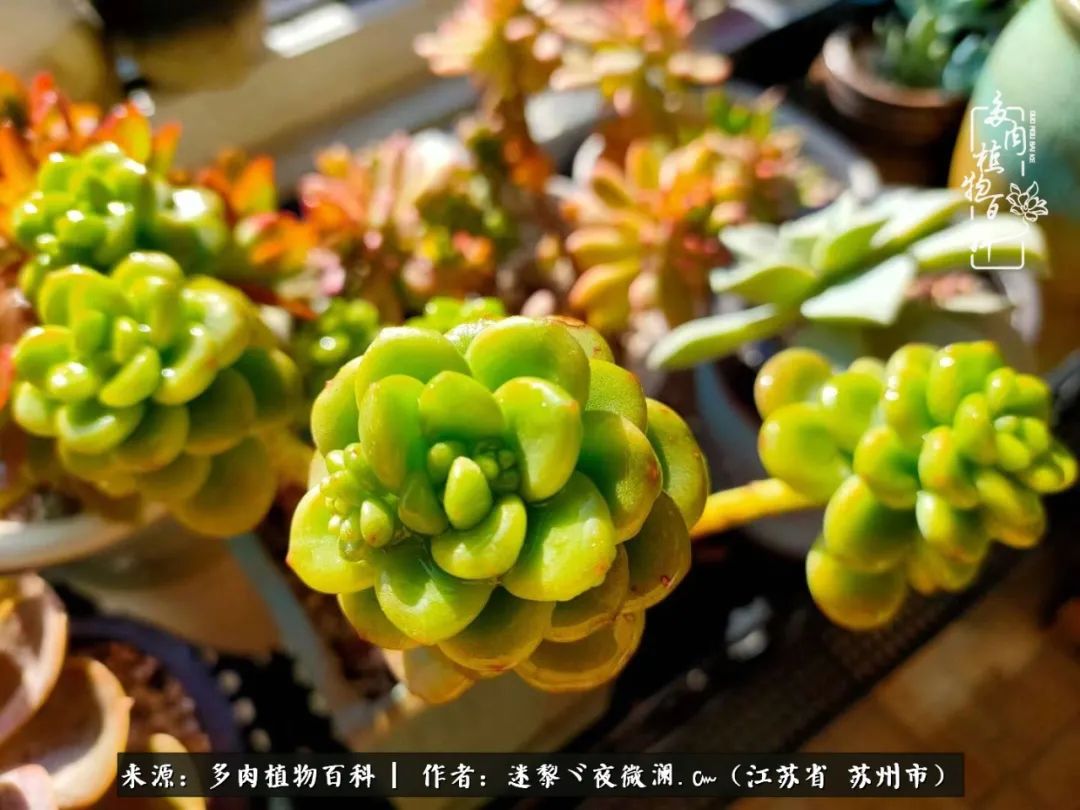 围观多肉版武林大会，一起穿越吧,下