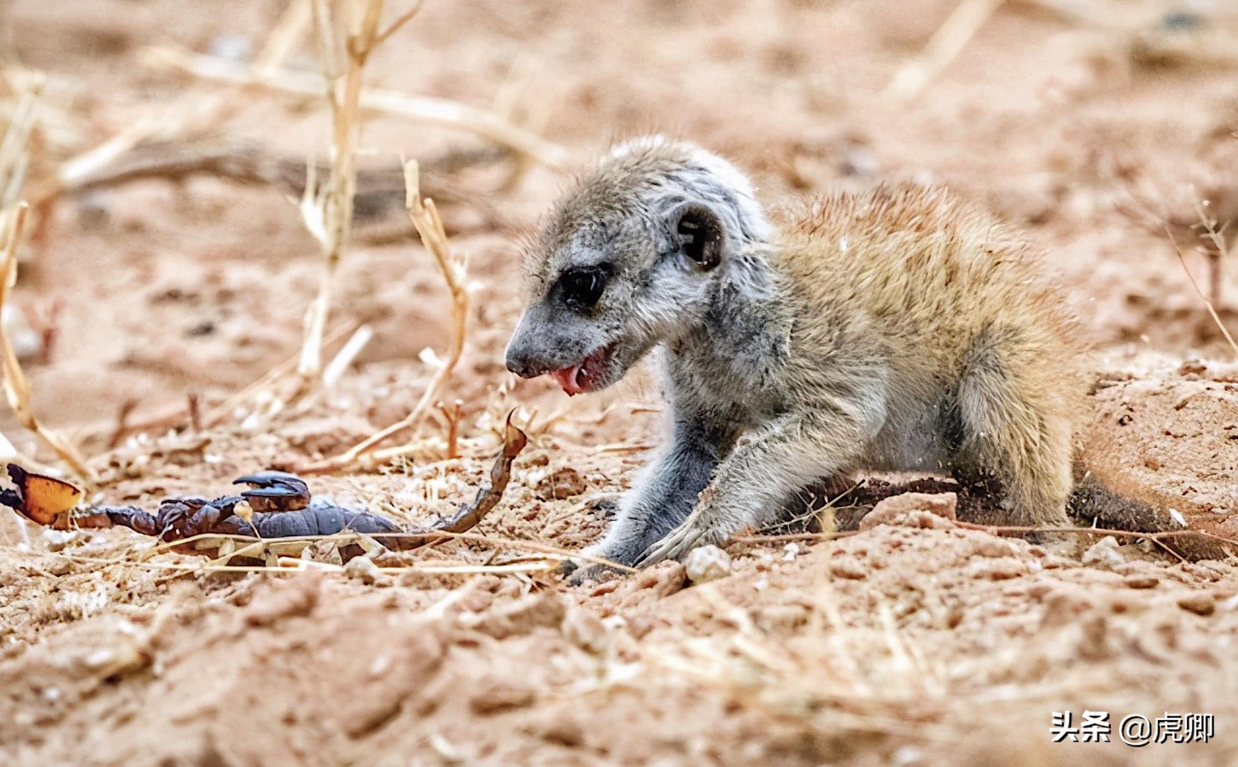 狐獴女王独揽生殖权,生产70子女,女儿篡位后如何处置母亲?