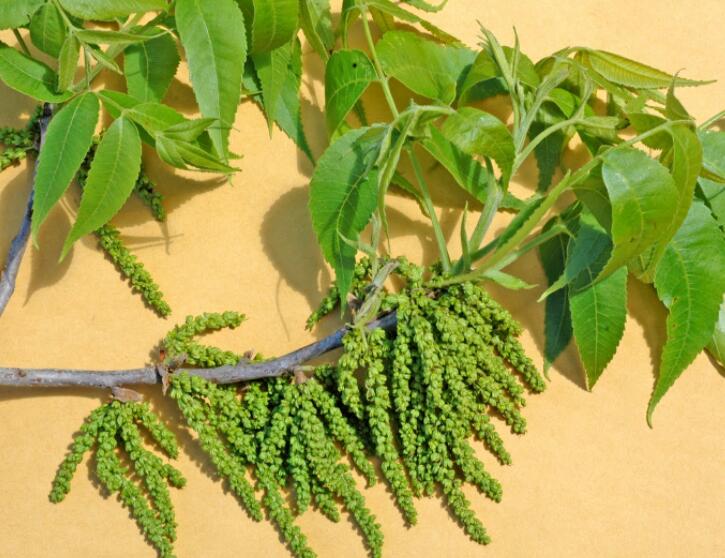 过年好吃的坚果有哪些,春节必吃的几种坚果