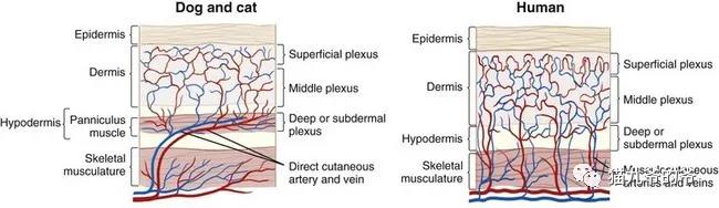 猫九爷:深入了解犬猫皮肤结构