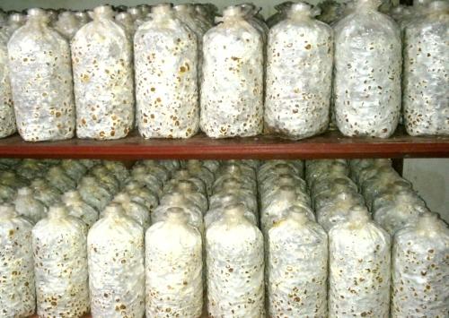 平菇种植方法及配料,平菇从种到采收要需要多长时间