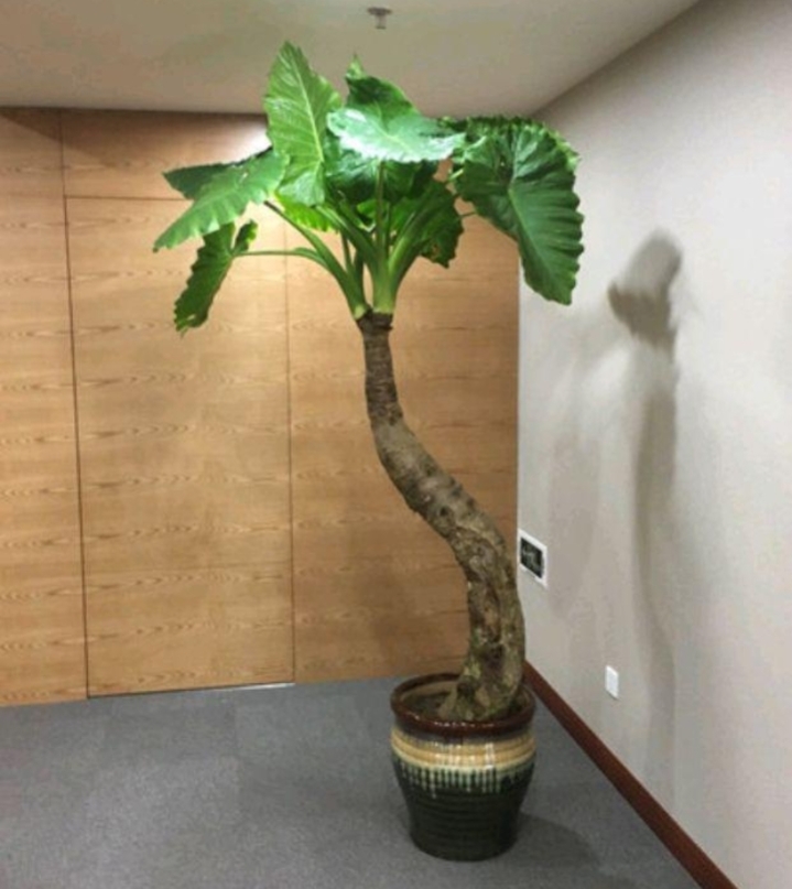 绿叶花卉滴水观音分类,植物滴水观音为何绿叶变黄