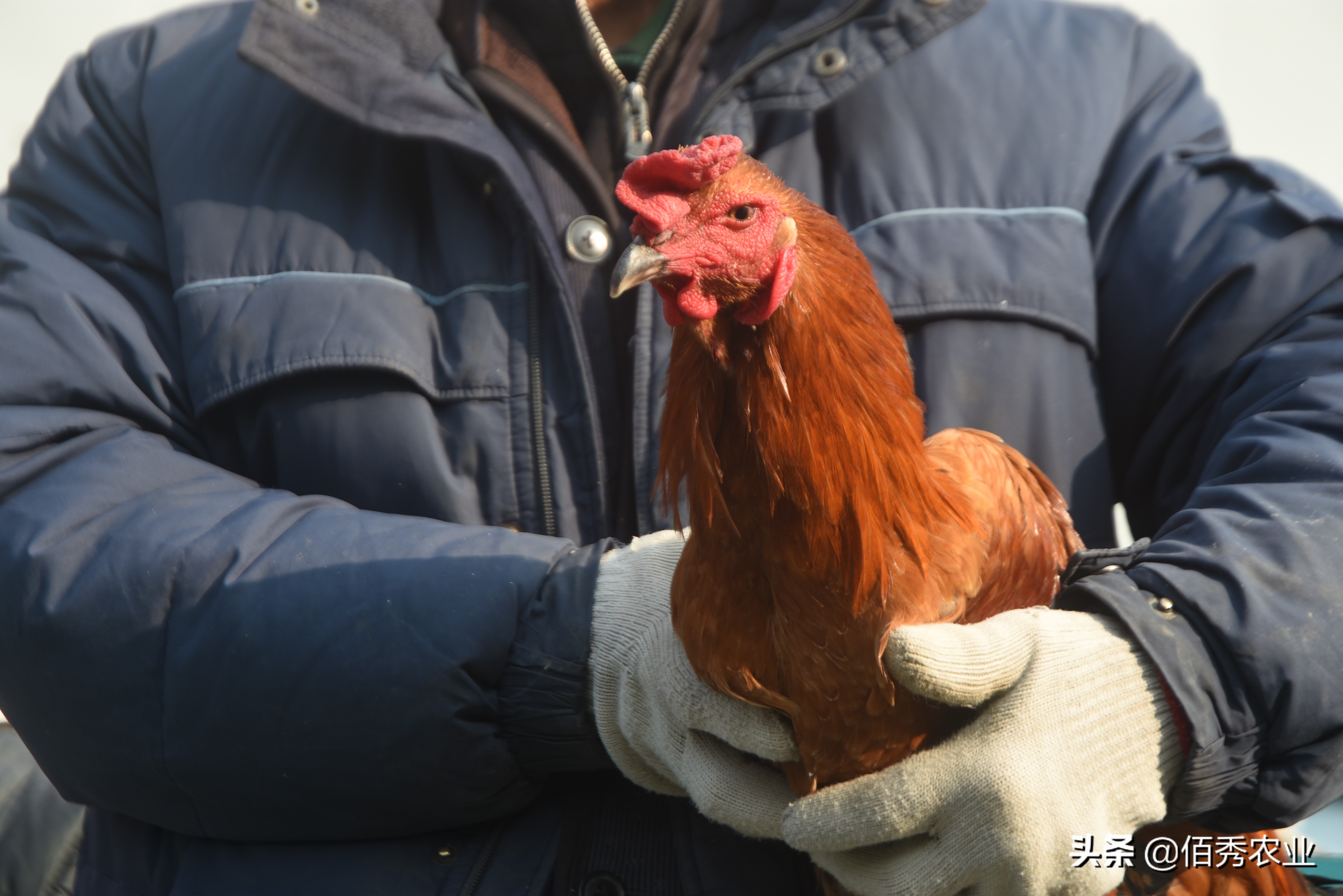 有没有大型养殖公司找农户合作的,有企业专门收散养的鸡吗