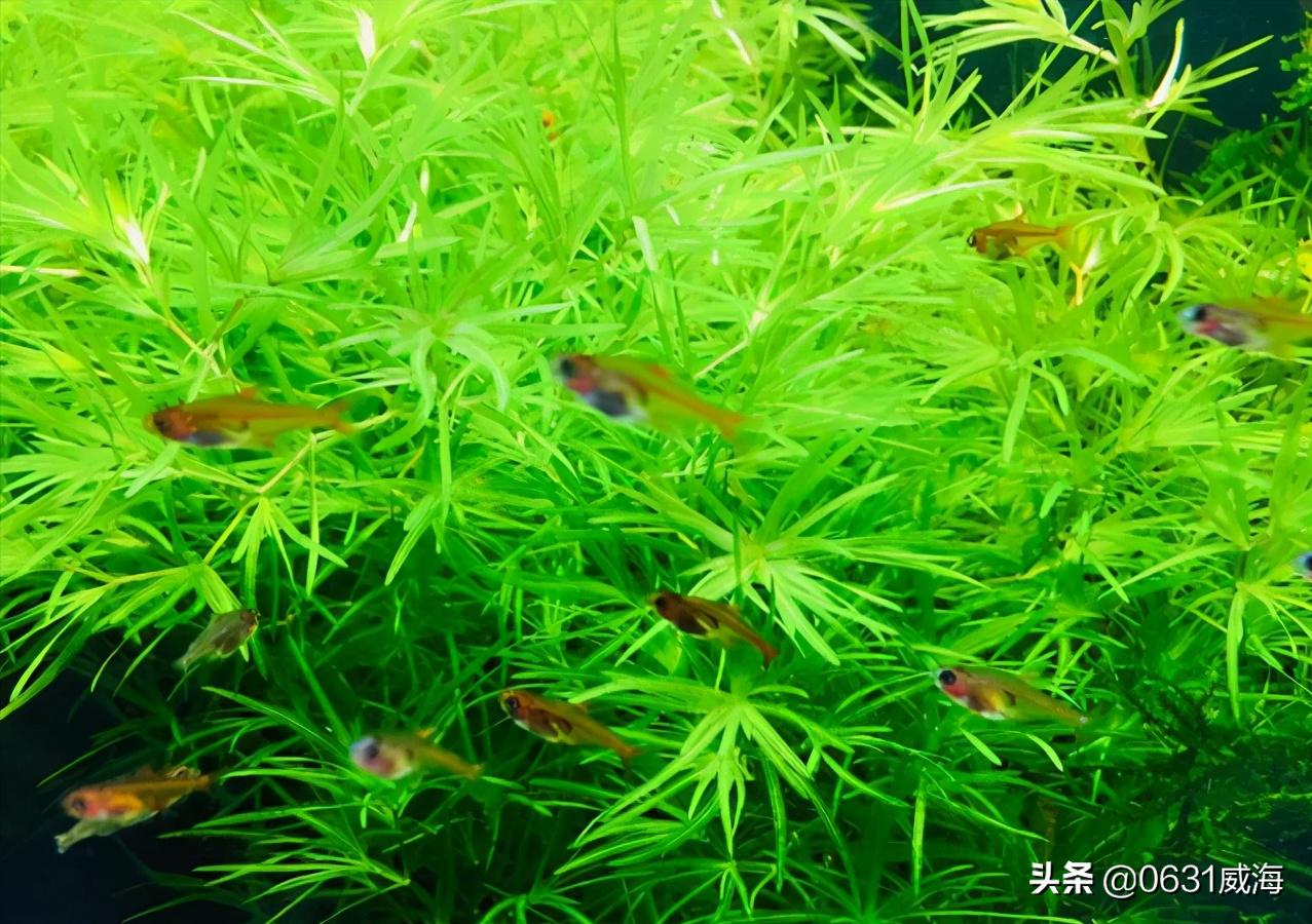水草缸赤玉土可以用水草泥代替吗,水草泥的正确用法