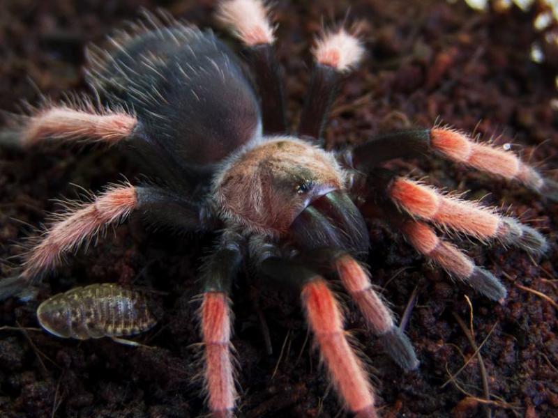 猫咪狗狗的养护,宠物猫和宠物蜘蛛一起养