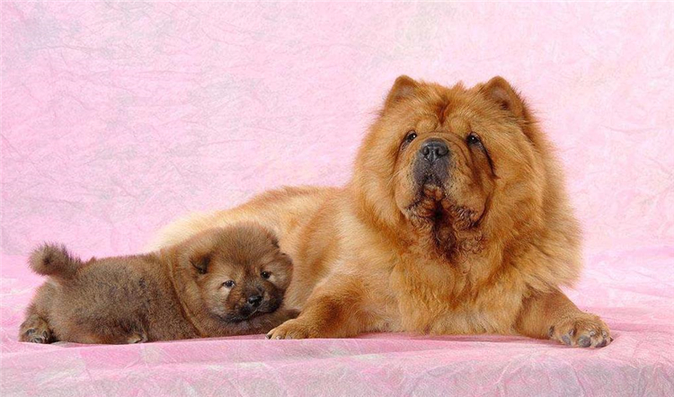 狗狗长小疙瘩,狗狗长皮肤病还会长出新毛吗